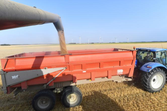 Récolte du blé dur, dans une exploitation à Saumeray, près d’Illiers-Combray (Eure-et-Loir), le 30 juillet 2024.