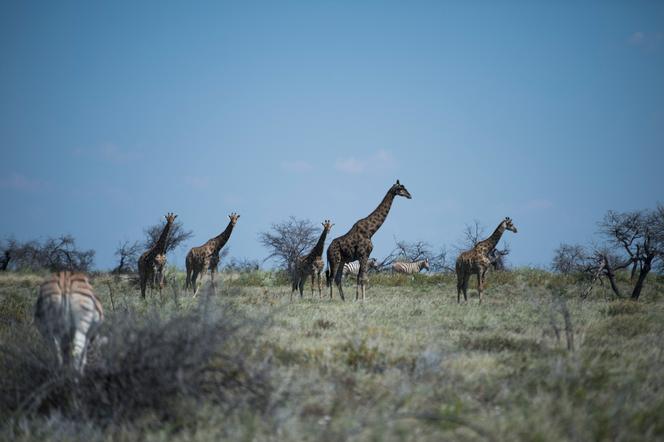 Des girafes parmi les zèbres, photographiées le 9 mai 2015 à Halali, dans le parc d’Etosha en Namibie.