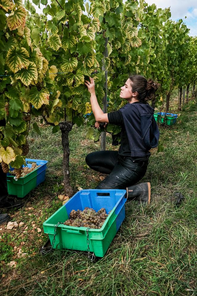Les vendanges aux Arpents du Soleil (Calvados), le 23 septembre 2025.