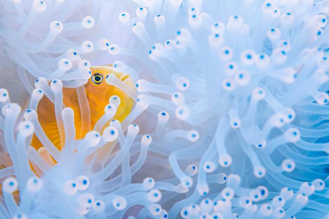 Un poisson-clown caché dans les tentacules d’une anémone blanchies par les températures extrêmes du phénomène El Niño, à  Mayotte, le 4 juin 2024.