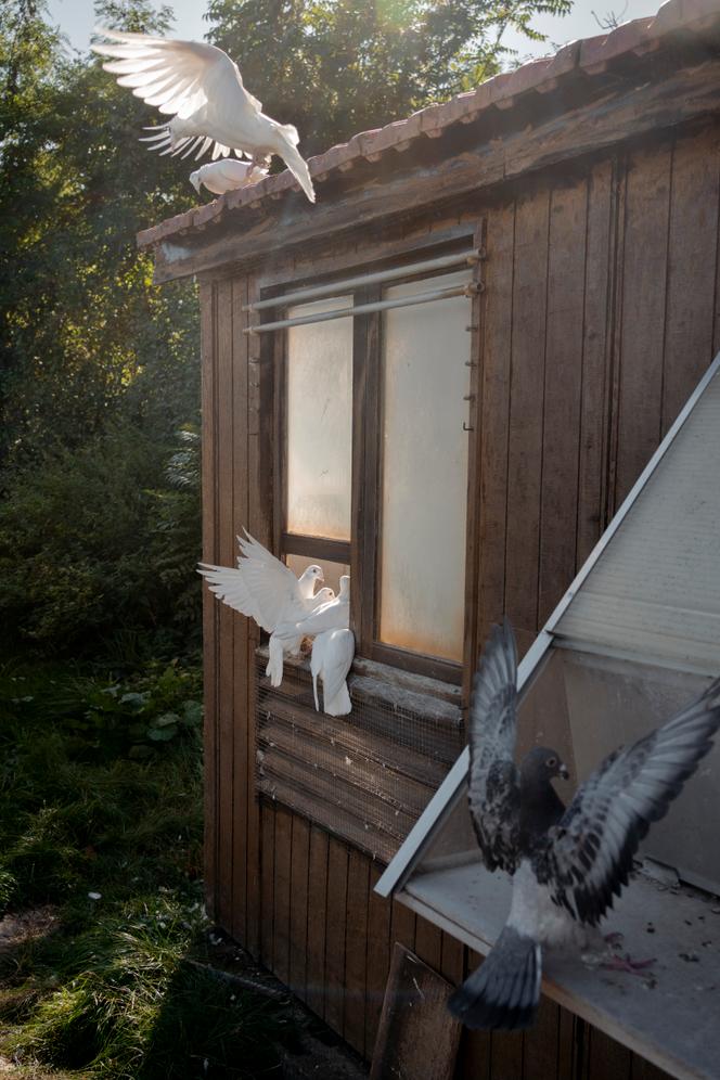 Le colombier de l’armée de terre à la forteresse du mont Valérien, à Suresnes (Hauts-de-Seine), le 17 septembre 2025. 