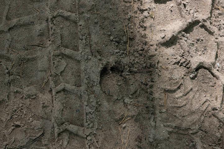 Une empreinte de sabot de cerf entre des traces de véhicule militaire lourd, sur un chemin de la forêt de Bialowieza, en Pologne, le 18 septembre 2025.