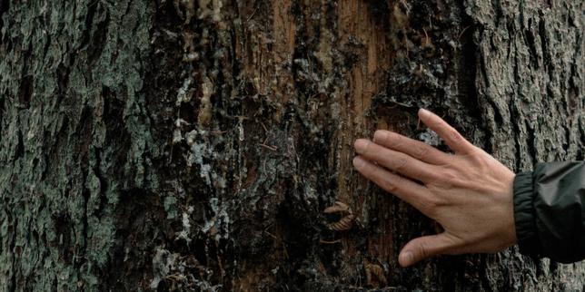 Entre la Pologne et la Biélorussie, l’exceptionnelle forêt primaire de Bialowieza dégradée par les tensions militaires