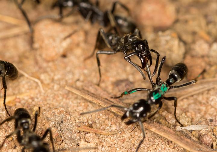 Une fourmi matabele nettoyant la plaie d’une congénère blessée (en vert), en 2011.