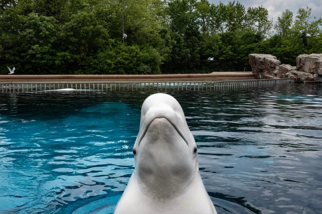 Un béluga fait surface dans un bassin pour être nourri par un employé du parc d’attractions Marineland à Niagara Falls, en Ontario, au Canada, le 9 juin 2023.
