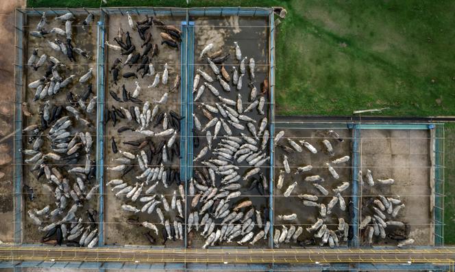 Des bovins dans un abattoir du groupe brésilien JBS, à Tucuma, dans l’État du Para, au Brésil, le 5 octobre 2021.