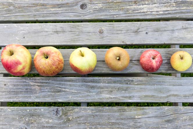 Des pommes falstaff, jonagold, reine des reinettes, rubinette et boskoop, en Lorraine.