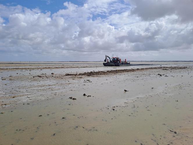 Nettoyage de la vasière de la baie de l’Aiguillon entre la Vendée et la Charente-Maritime, le 24 septembre 2025.