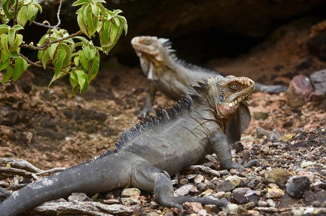 Des « Iguana delicatissima », dans la réserve naturelle de la Désirade, à la Guadeloupe, en mars 2017.