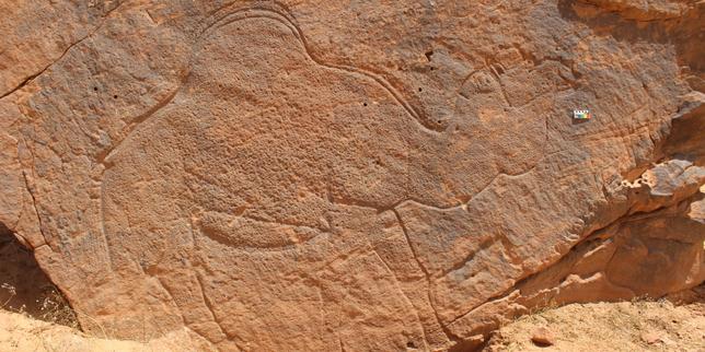 Des gravures monumentales de dromadaires vieilles de 12 000 ans