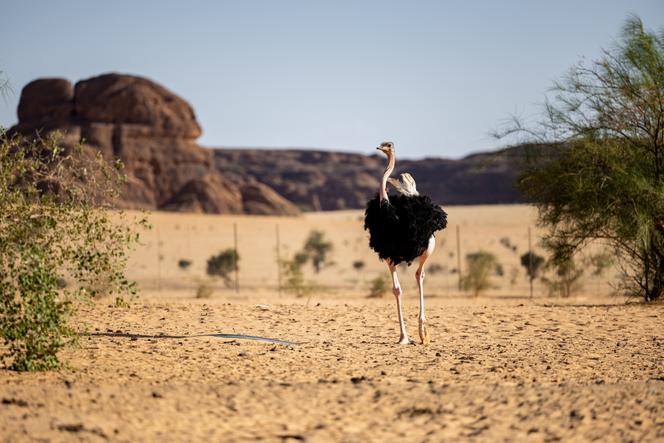 Une autruche dans la ferme de Sougounaw, gérée par l’ONG sud-africaine African Parks Network, à Fada, au Tchad, le 15 juillet 2025.