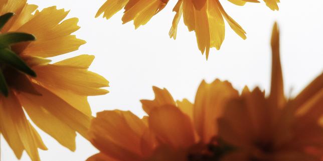 Le coréopsis, une fleur sauvage tout terrain