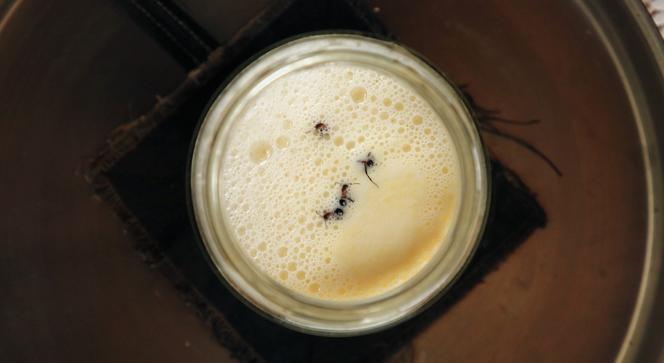 Pour faire le yaourt, quatre fourmis vivantes ont été ajoutées à un pot de lait cru réchauffé.