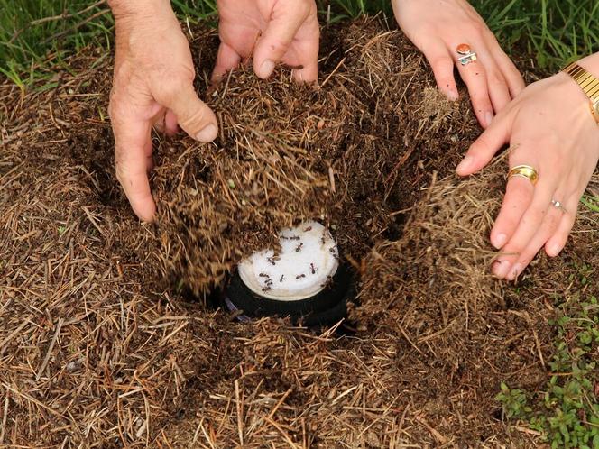 Un bocal de lait a été enfoui dans une fourmilière où les fourmis rousses des bois et leurs microbes ont contribué à fermenter le lait en yaourt. 