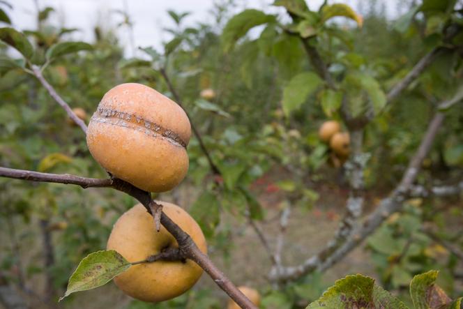 Des pommiers « Patte de loup », en fruit, dans un verger du Loir-et-Cher, en automne 2012.