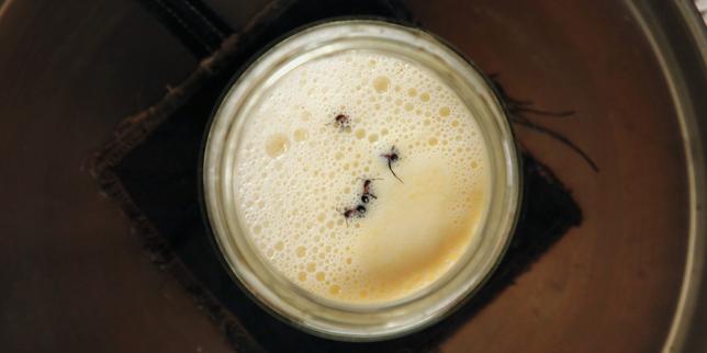 Quand la fermentation du yaourt devient une affaire de fourmis