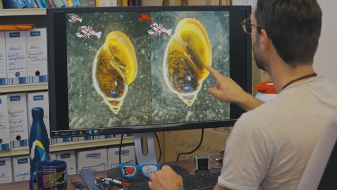 Emilien Luquet travaille sur l’évolution rapide d’un escargot d’eau douce, à l’université de Lyon-I. Image extraite du documentaire « Darwin express. Les nouveaux défis de l’évolution », d’Elena Sender et Luc Marescot.