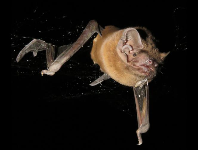 Une grande noctule (Nyctalus lasiopterus) avec du sang et une plume autour de la bouche, en Andalousie, en Espagne, le 2 septembre 2020.