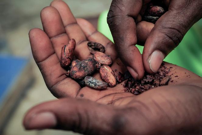 Un ouvrier tient des fèves de cacao séchées au soleil dans un entrepôt à Kwabeng, au Ghana, le 28 février 2024.