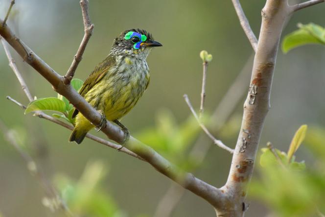Philépitte de Schlegel (« Philepitta schlegeli ») mâle, parc national Tsingy de Bemaraha, Madagascar