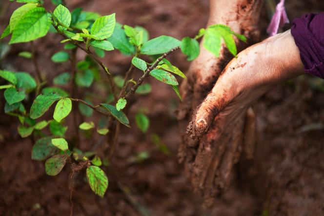 Jeunes plants lors d’une campagne nationale de plantation d’arbres visant à restaurer les forêts afin de lutter contre le changement climatique et de protéger les ressources, à Addis-Abeba, le 28 juillet 2019.