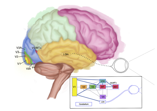 Représentation anatomique et schématique du réseau de perception visuelle du mouvement (vue latérale). LGN, noyau géniculé latéral.