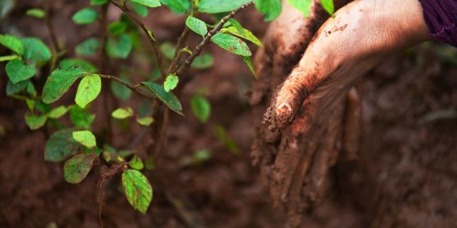 Les crédits carbone inefficaces pour réduire le réchauffement climatique