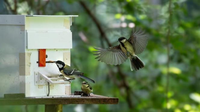Une mésange charbonnière juvénile résout une énigme liée à la recherche de nourriture en poussant une porte coulissante vers la gauche, sous le regard de deux autres jeunes oiseaux.