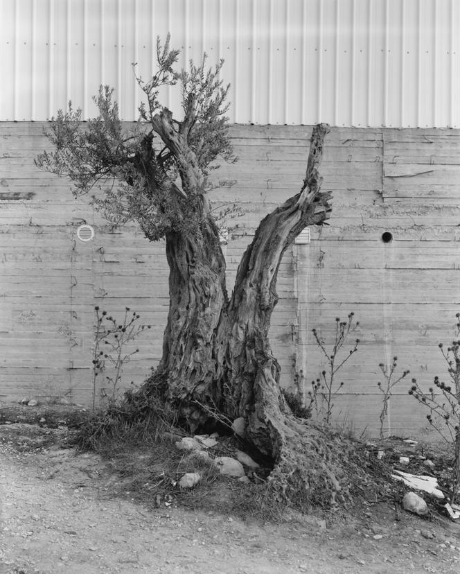 « Olivier, Cisjordanie. N31 °31.4165’E035 °06.1153’ ». Image extraite de l’ouvrage monographique « Anchor in the Landscape » (MACK, 2024), d’Adam Broomberg et Rafael Gonzalez.
