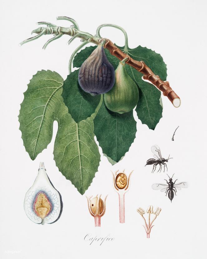 Illustration botanique d’un figuier (« Caprifio »), d’Anonio Verico, publiée en 1817 dans « Pomona italiana », de Giorgio Gallesio (1772-1839).