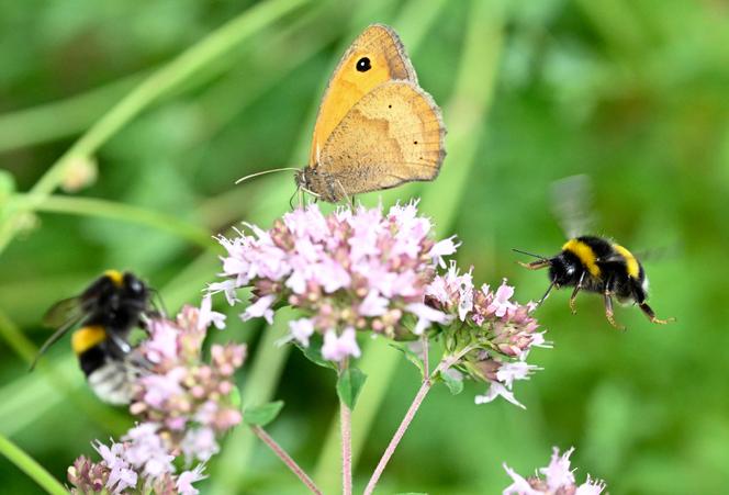 Un bourdon (« Bombus pratorum ») et un papillon brun des prés (« Maniola jurtina ») butinent des fleurs à Rennes, le 7 juillet 2023.