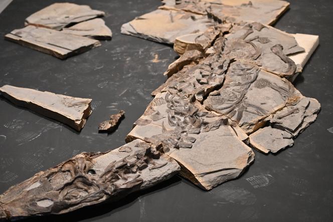 Une partie du fossile d’un crocodile marin jurassique de 5 mètres de long datant de 180 millions d’années, découvert dans le département de l’Hérault à la suite de fouilles menées entre 2017 et 2020, au Musée de Lodève, vendredi 10 octobre 2025.