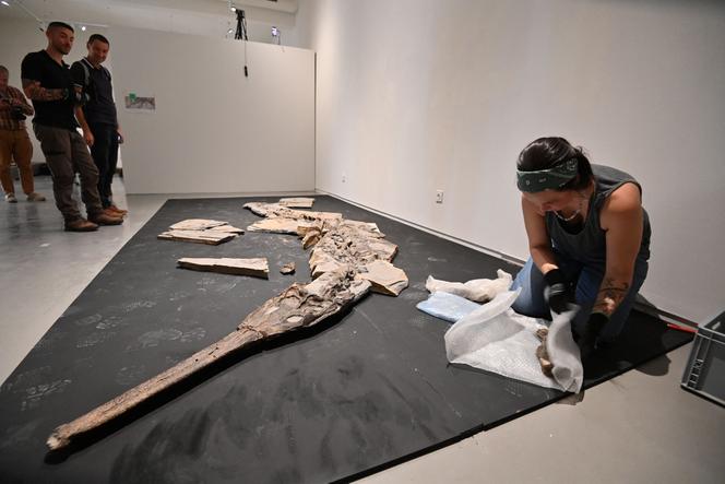 Camille Auclair, restauratrice de la société Kraniata, reconstitue le fossile d’un crocodile marin jurassique découvert dans le département de l’Hérault. Au musée de Lodève, le 10 octobre 2025.