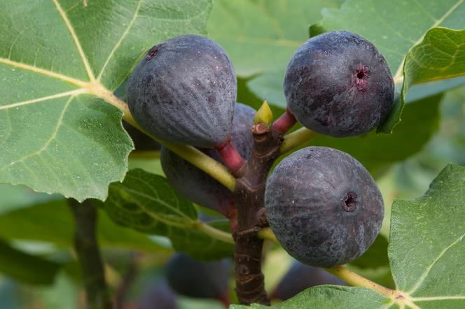 Figue rouge de Bordeaux, appelée aussi figue pastilière, en septembre 2023.