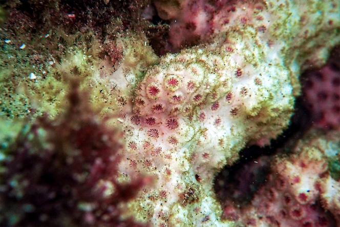 Le corail pierreux jaune « Oculina patagonica » en train de blanchir en raison de la hausse des températures à la surface de la mer, au large de la côte nord du Liban, le 27 juin 2025.
