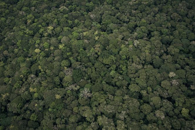 Une forêt du Nord-Kivu, en République démocratique du Congo, en mai 2024.