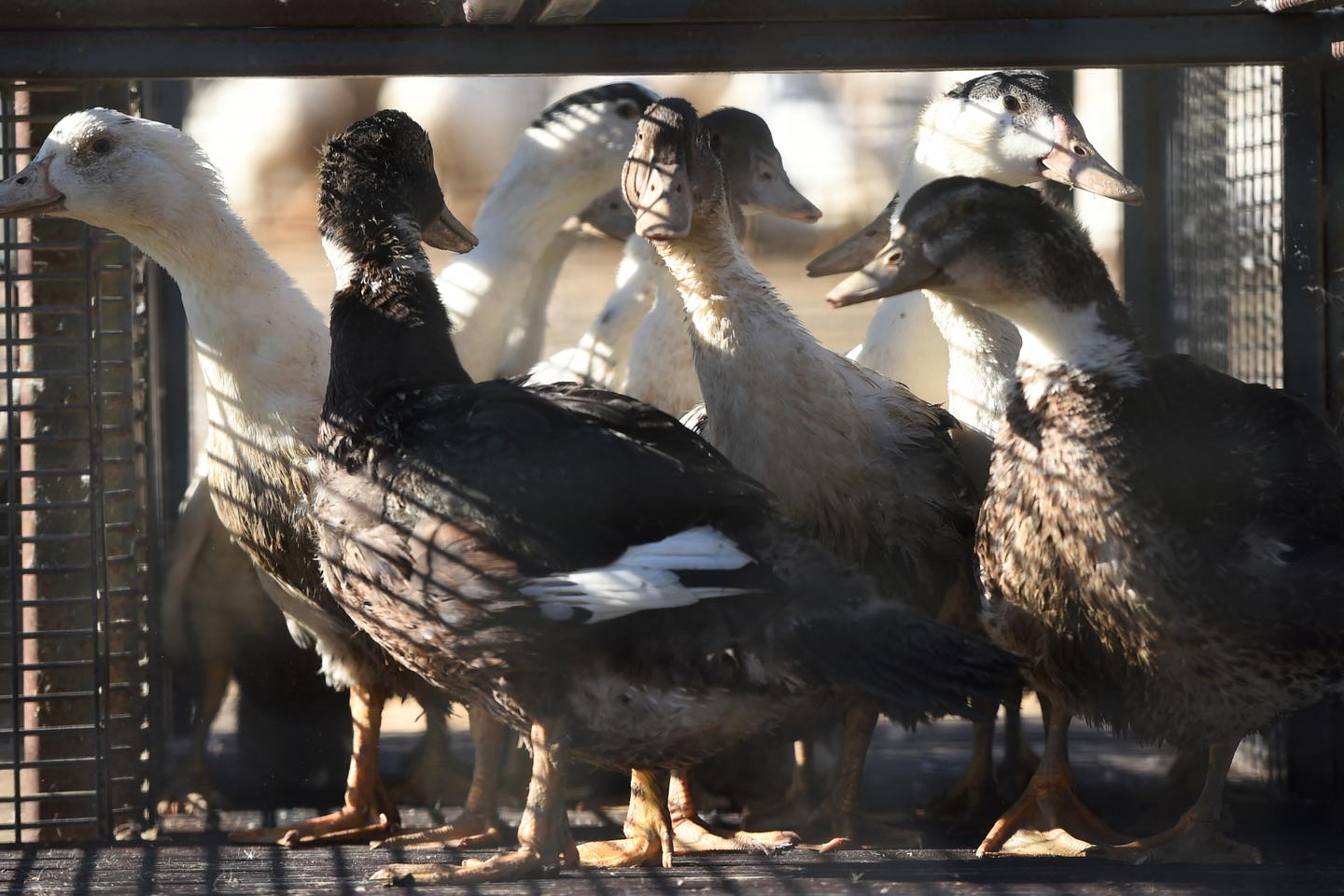 Grippe aviaireÂ : un foyer hautement pathogÃ¨ne dÃ©tectÃ© dans un Ã©levage de volailles...