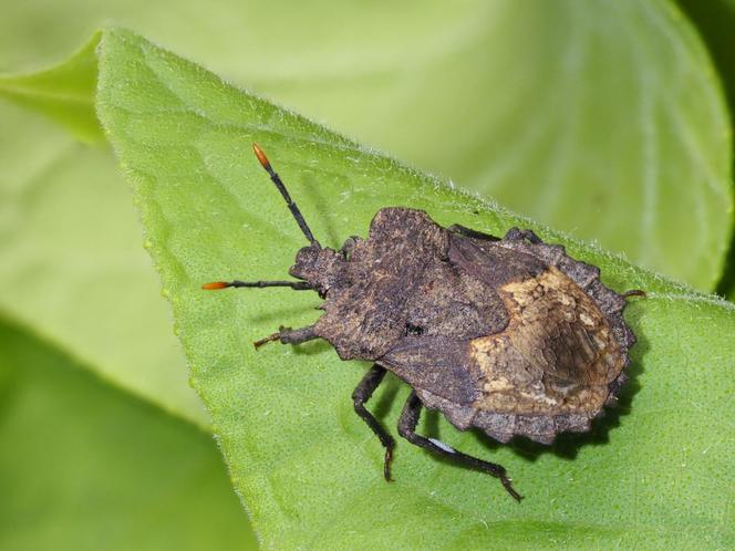 Punaise femelle « Megymenum gracilicorne », au Japon
