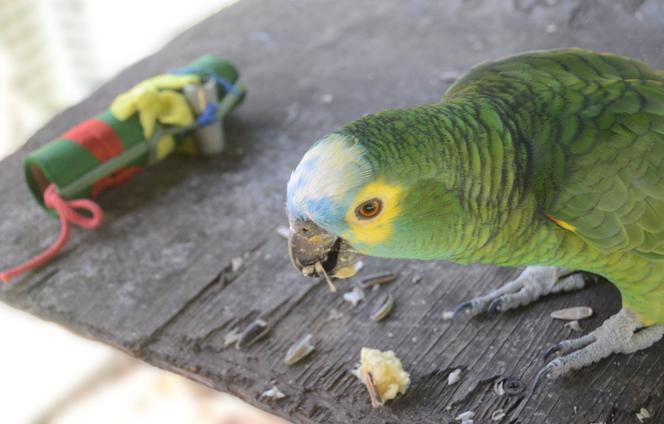 Une perruche à front bleu (Amazona aestiva), lors de l’expérience où sa nourriture est posée à proximité d’un objet inconnu.