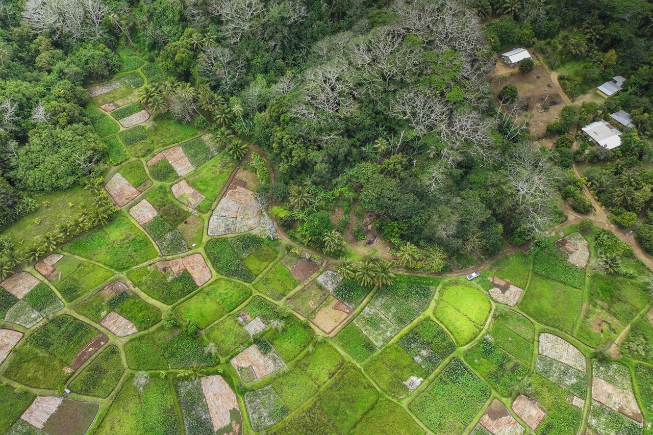 Plantations de taro, aménagées en terrasses inondées, telles des rizières. 