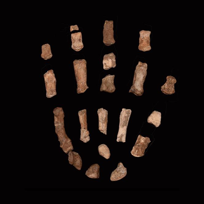 La main fossilisée d’un « Paranthropus boisei » mâle provenant du lac Turkana, au Kenya, découverte avec des fragments de crâne et quelques dents.