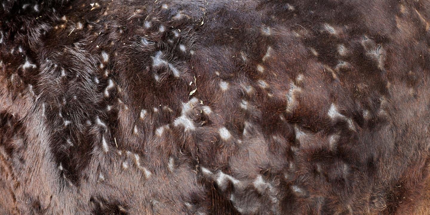 Tout comprendre à la dermatose nodulaire contagieuse : dangerosité, mode de transmission, traitements...