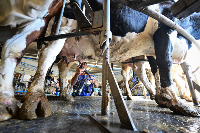 Dans une ferme à Vallerois-le-Bois (Haute-Saône), en juin&nbsp;2022.