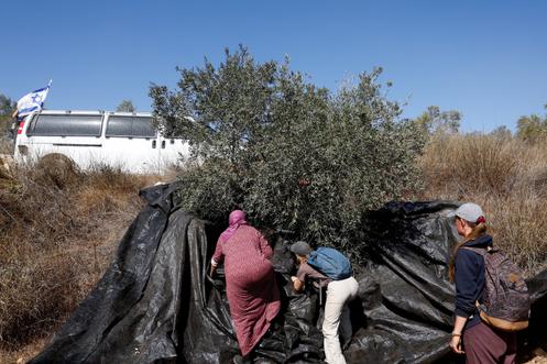 Des bénévoles étrangers aident une Palestinienne à cueillir des olives, dans un champ de Turmusaya, près de Ramallah, en Cisjordanie occupée, le 20 octobre 2025.