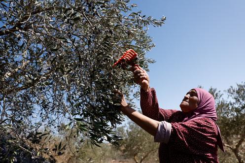 Pendant la récolte des olives dans le village de Turmus Ayya, en Cisjordanie, à la périphérie de Ramallah, le 20 octobre 2025.