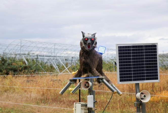 Un robot appelé Monster Wolf, équipé de capteurs capables de détecter la faune sauvage, a été installé afin d’effrayer les ours, devenus une nuisance de plus en plus dangereuse près des fermes, à Takikawa, préfecture d’Hokkaido, Japon, le 17 octobre 2024. 