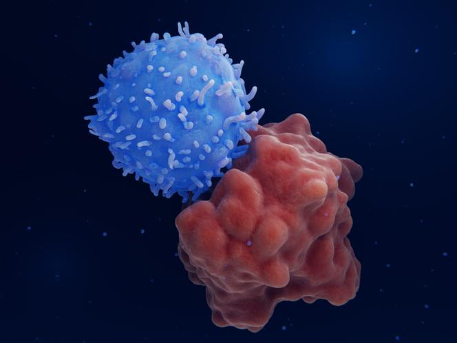 Interaction entre un récepteur modifié d’un lymphocyte T et un antigène CD19 d’une cellule leucémique.