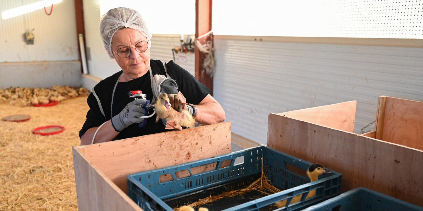 Calgary's Butterfield Acres Closes Amid Avian Influenza Outbreak Concerns