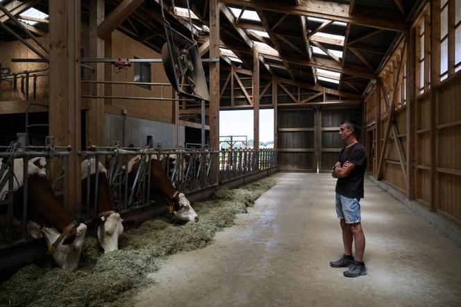 L’éleveur Pierre-Jean Duchêne observe ses vaches qui sont menacées d’euthanasie après qu’une de ses bêtes ait contracté une dermatose,  dans sa ferme d’Entrelacs,  le 11 juillet 2025. 