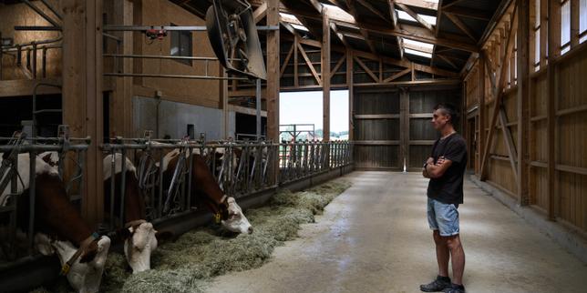 Face à la dermatose nodulaire des bovins, les autorités passent « en mode confinement »